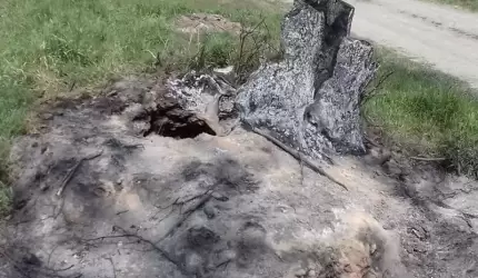 Kto podpalił drzewa przy drodze?