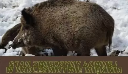 Stan zwierzyny łownej w Nadleśnictwie Miękinia