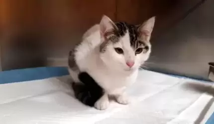 Kot Natanek szuka nowego domu