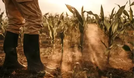 Rolniku, dotknęła Cię susza? Złóż wniosek w aplikacji