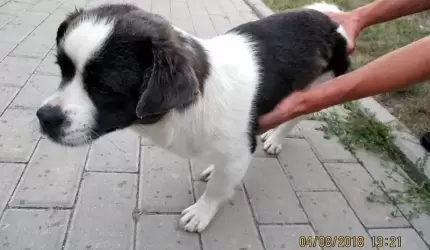 Uwaga! Znaleziono psa