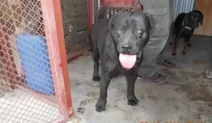 W okolicy budowy firmy BASF znaleziono psy