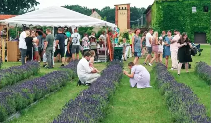 Lawendowy sezon w Jastrzębcach oficjalnie rozpoczęty [zdjęcia]