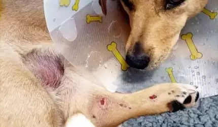 Przejechany pies walczy o życie. Właścicielka poszukuje świadków zdarzenia