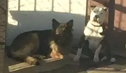 UWAGA! Zaginęły psy. Dla znalazcy nagroda