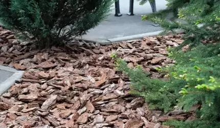 Jaka jest najlepsza kora do ogrodu?