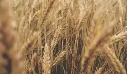 Czy wiesz jak skutecznie zadbać o plony pszenicy?