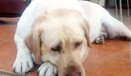 Zaginął pies - może ktoś go widział?