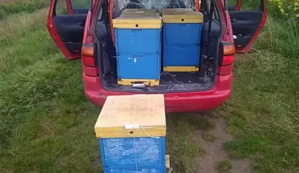 Złodziej uli zatrzymany przez pszczelarzy