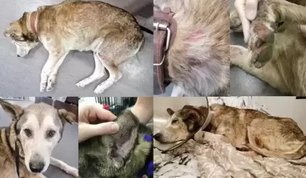 Straż ds. Ratownictwa Zwierząt: "Skrajnie zaniedbał psa i utrudniał czynności"