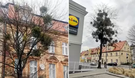 Ta pozornie niewinna roślina, stanowi ogromne zagrożenie (list do redakcji)