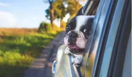 Zasady opieki nad zwierzętami podczas upałów