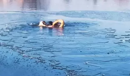 Morsy ze Środy Śląskiej uratowały tonącego psa