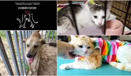 Stowarzyszenie “Sierściuchy” działa prężnie, jednak wciąż potrzebuje wsparcia
