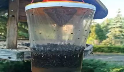 Mieszkaniec zgłasza: za mało pułapek na muchy! FBSerwis odpowiada