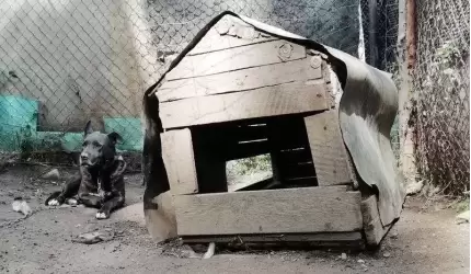 Zwierzę nie jest rzeczą, to nie zabawka!