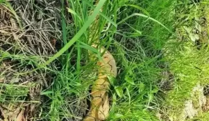 Jak wąż dusiciel trafił do ogrodu?