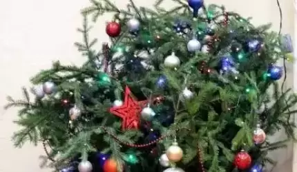 Odbiór świątecznych drzewek w gminie Środa Śląska