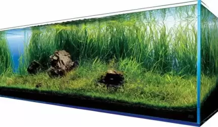 Akwarium w domu - na co zwrócić uwagę przy jego zakupie?