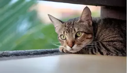 Apel do miłośników kotów z terenu gminy Środa Śląska