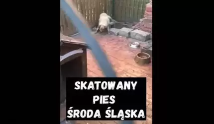 “Bił po kręgosłupie, głowie i brzuchu”. Ekostraż interweniuje w Środzie Śląskiej. Zarzuca policji brak profesjonalizmu