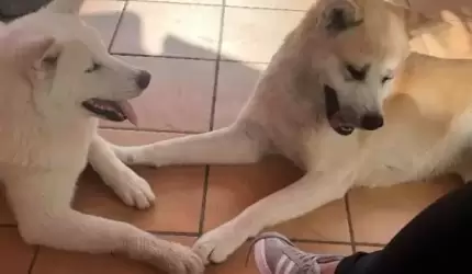 Zaginęły psy. Dla znalazcy nagroda!