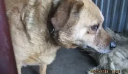 Znalezione psy czekają na swoich właścicieli