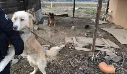 Trzymali psy w tragicznych warunkach. Sprawa trafi do prokuratury