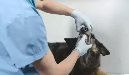 Wydział WSK ponownie zaprasza do usługi całodobowej opieki weterynaryjnej