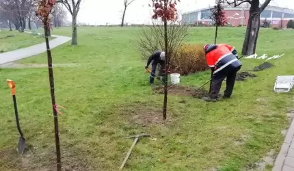 OSiR posadził graby na Kajakach