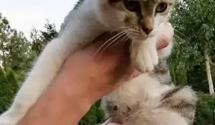 Szukamy domu dla kota