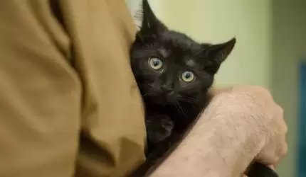 Wesprzyj powstanie Stowarzyszenia Cztery Łapy i pomóż porzuconym kotom