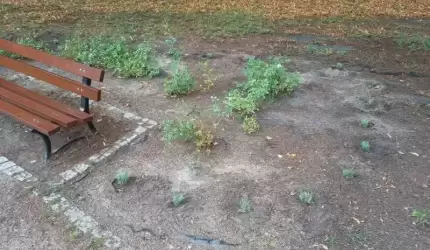 W Środzie Śląskiej kradną nawet lawendę!