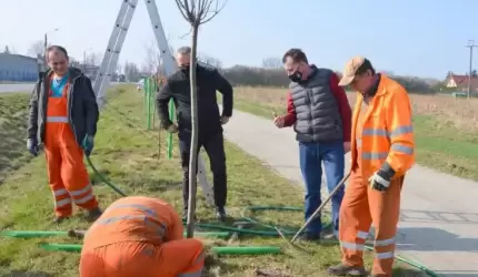 Więcej drzew! Powiat rozpoczął zapowiadane nasadzenia