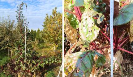 Burak Gigant z Ciechowa! 3-metrowy ogrodniczy rekord Pana Janusza!