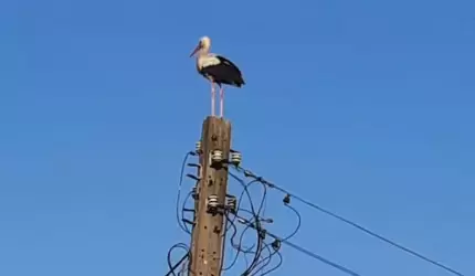 Gmina Środa Śląska pomaga bocianom z Mazurowic