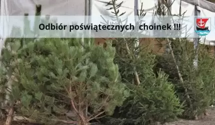 Odbiór poświątecznych choinek w gminie Malczyce